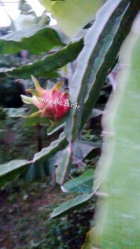 میوه دهی پشن فروت در گلخانه ردبازار رشت