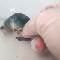 فعلا میل نداره