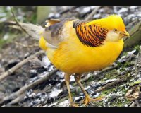 تخم قرقاول تخمگذار و گوشتی نطفه دار