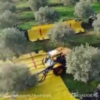 زیتون چینی پیشرفته