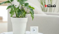 گلدان هوشمند شیائومی " Xiaomi Smart Flowerpot "