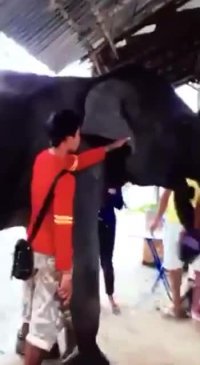 حمله فیل خشمگین به گردشگر ایرانی در تایلند