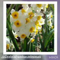 خواص گل نرگس در طب سنتی ایرانی