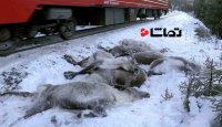تلف شدن 100 گوزن شمالی در حوادث ریلیِ نروژ