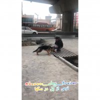 مربی سگ -رفع ناهنجاری سگها- اموزش به صاحبین سگ