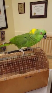 طوطی عین دیوونه ها می خنده