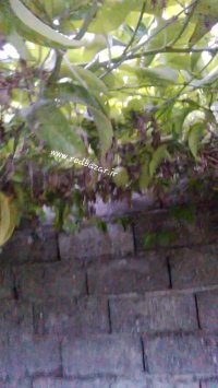 میوه دهی پشن فروت در گلخانه ردبازار رشت