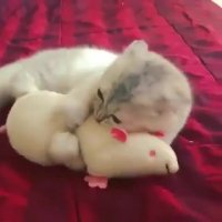 خیلی با دشمن فرضی به مشکل خورد