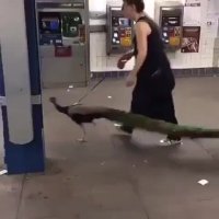 حیوون خونگی فقط طاووس