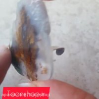 پیکسل ساخته شده با سنگ عقیق شجر پاییزی