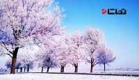 نمایش طبیعت سفید پوش