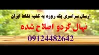 نهال گردو اصلاح شده شیلی 09120460327