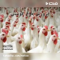 طرح توجیهی مرغ گوشتی