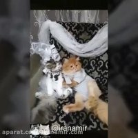 برای اولین بار در دنیا یک زوج پولدار عرب برای گربه هایشان یک عروسی گرفتند