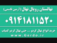 نهالستان گردو نهال گردو نهالستان قاسمی 09141811520