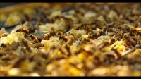 HONEY BEES 96fps IN 4K (ULTRA HD)