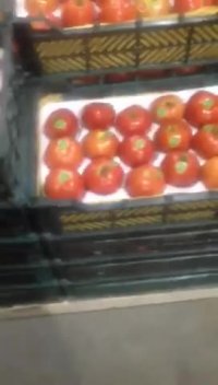 آغاز فروش گوجه فرنگی بوته ای 8320