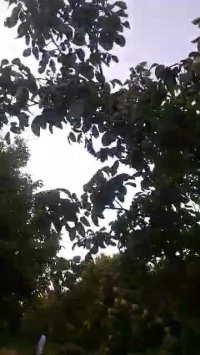 نهال در کرمان | 09141832393 | برتر نهال