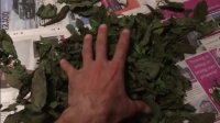 How To Dry Mint - آموزش خشک کردن نعناع
