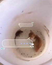 ترسیدن گربه از موش