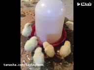 فروش جوجه یکروزه تخمگذار فروش تخم مرغ