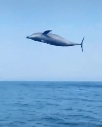 پرواز دلفین