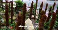 اینجا مزرعه قوها، مکانی باورنکردنی در شمال ایران است