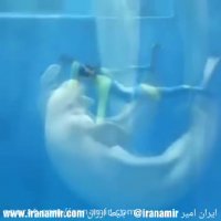 رقص دلفین ها