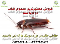 آیا می دانید سوسک باعث آسم و آلرژی می شود؟