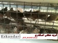 پرورش و جوجه کشی از بلدرچین