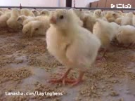 قیمت خرید جوجه یکروزه تخمگذار