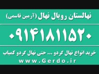 خرید نهال گردو پکان آمریکایی 09141811520