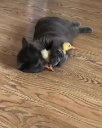 گربه و جوجه اردک