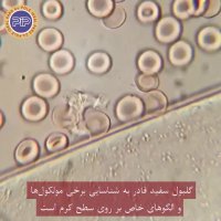 حمله گلبول سفید به یک کرم لوله‌ای