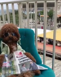 خانم ها! آگادور را معرفی می کنم