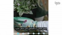 در فصل زمستان، چگونه از گیاهان مراقبت کنیم؟