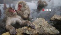 آرامش حسرت انگیز میمونهای ماکاکوئه برفی در ژاپن