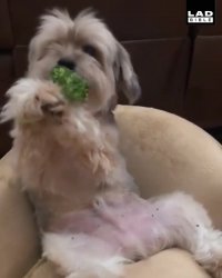 کلیپ خنده دار اینستا سگ عاشق کلم بروکلی