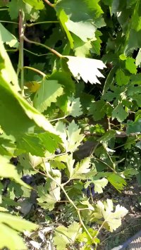 انگور بلک سیدلس (مویز)