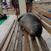 خروپف فوک دریایی