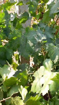 انگور ردگلوب - محصول دهی در سال دوم