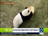 غذا دادن به پانداها در چین