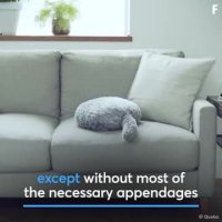 گربه ای که استرس شما را کاهش می دهد