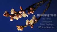 Flowering Trees - UHD Ultra HD 2K 4K 5K Time Lapse Stock Footage Royalty-Free Blue Screen