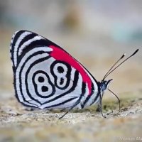 کلیپ زیباترین پروانه دنیا