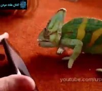 صداگذاری روی عکس العمل یک آفتاب پرست