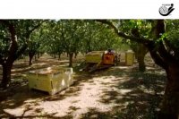 برداشت پسته