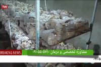 گانودرما چیست و خواص درمانی آن