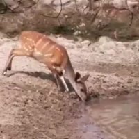 فرار شگفت انگیز آهو