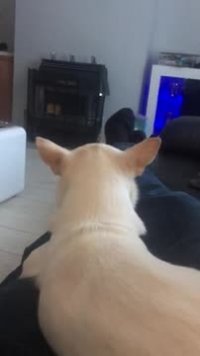 آواز سر دادن سگ بامزه